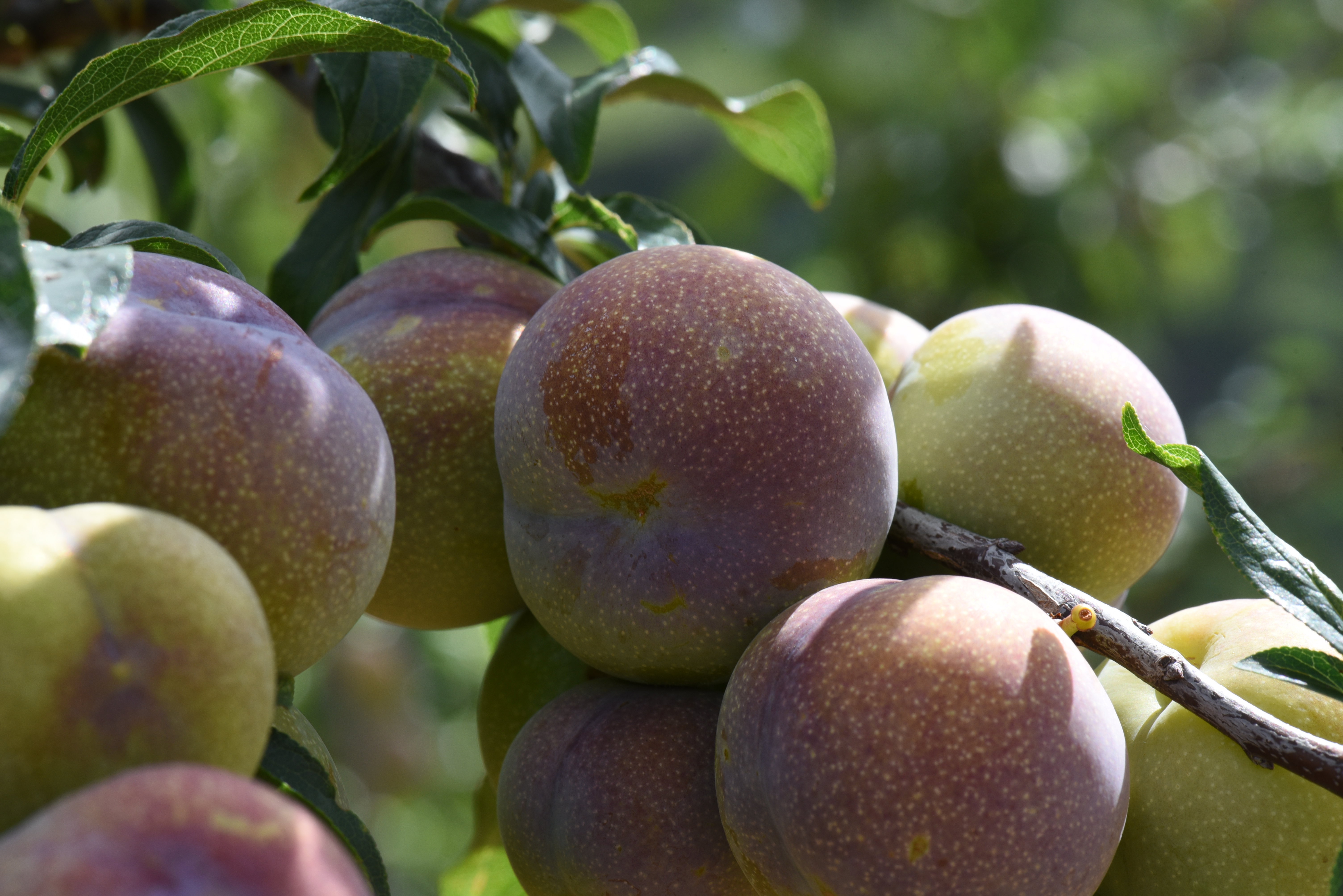 四川新鲜半边红李子正宗脱骨李