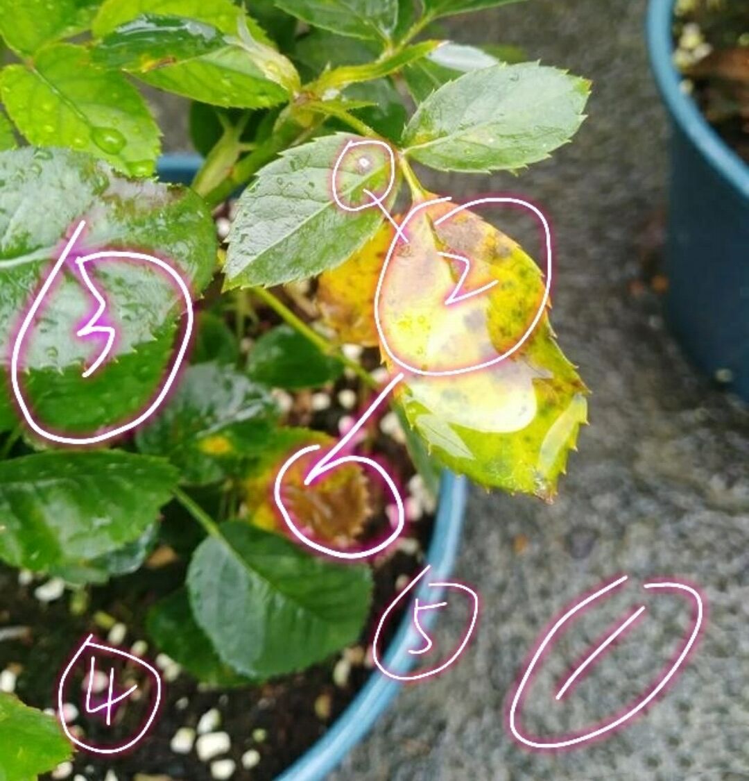 敲重点:现在是高温的夏季,养护月季常出现的问题就是晒伤,开花色变不