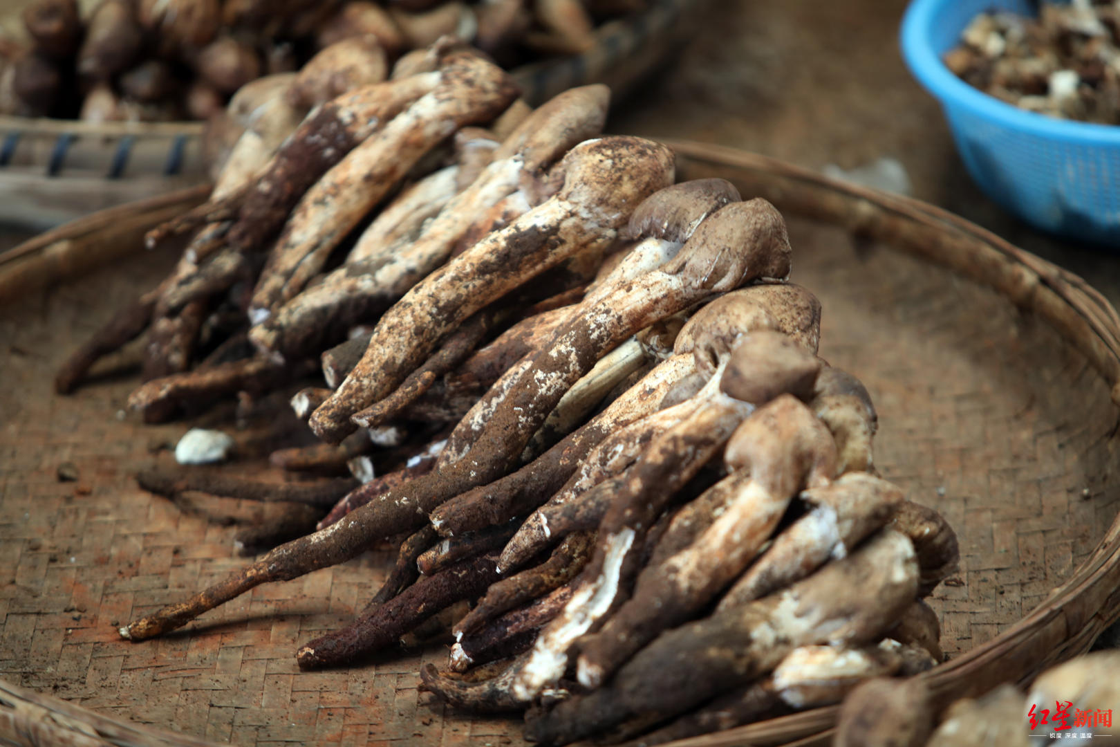 野生鸡枞贵到吃不到平民菌痴量产人工鸡枞