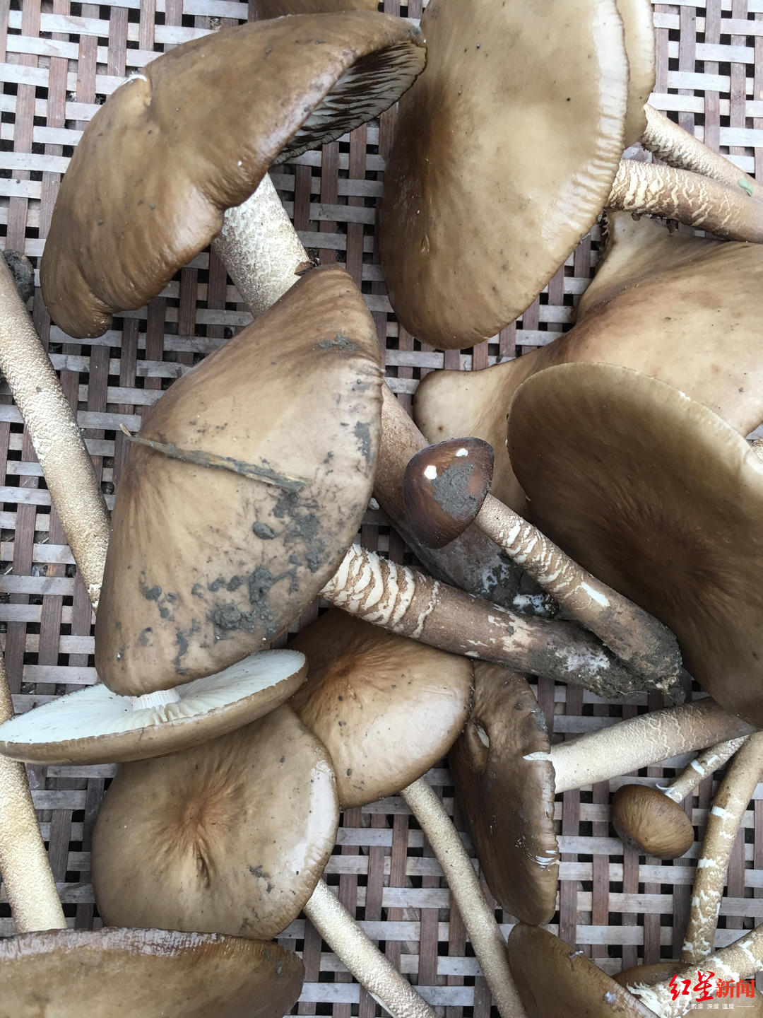 野生鸡枞贵到吃不到平民菌痴量产人工鸡枞