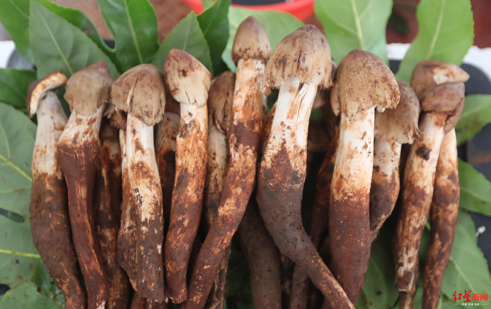 野生鸡枞贵到吃不到平民菌痴量产人工鸡枞