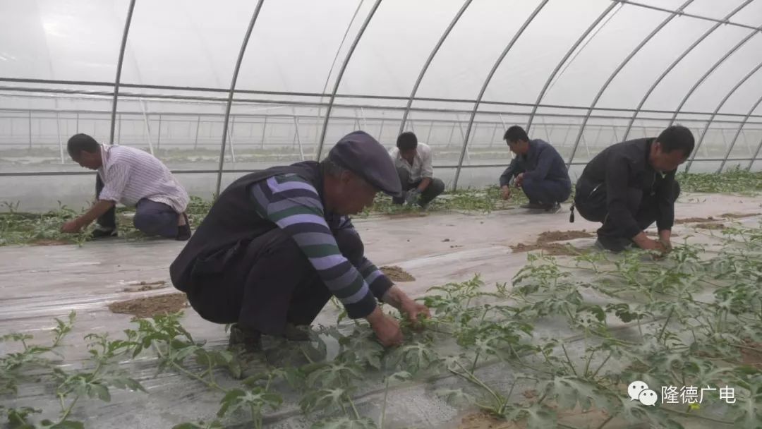 致富经鸡_致富鸡蛋批发点_致富鸡幸福路