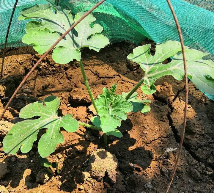 这跟玫瑰,月季可相差十万八千里,怎么看,都像是某种瓜的苗等她再去找