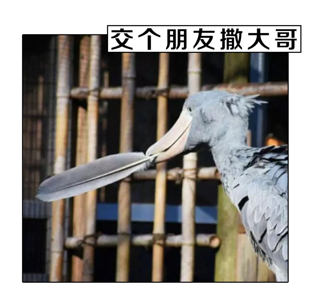 一只斑胸树鸭挡了大佬的路结果被鲸头鹳整个叼起来轻轻扔到了一边然而