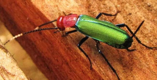 小强的腿毛还能远程探测你的能干啥