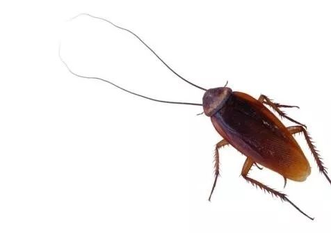 小强的腿毛还能远程探测你的能干啥