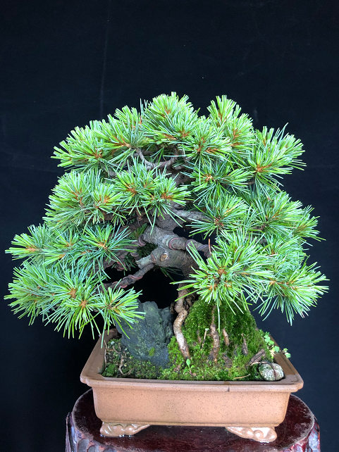 那须娘五叶松,采用石上树势造型,盆养多年,主杆扭曲,枝条主次到位