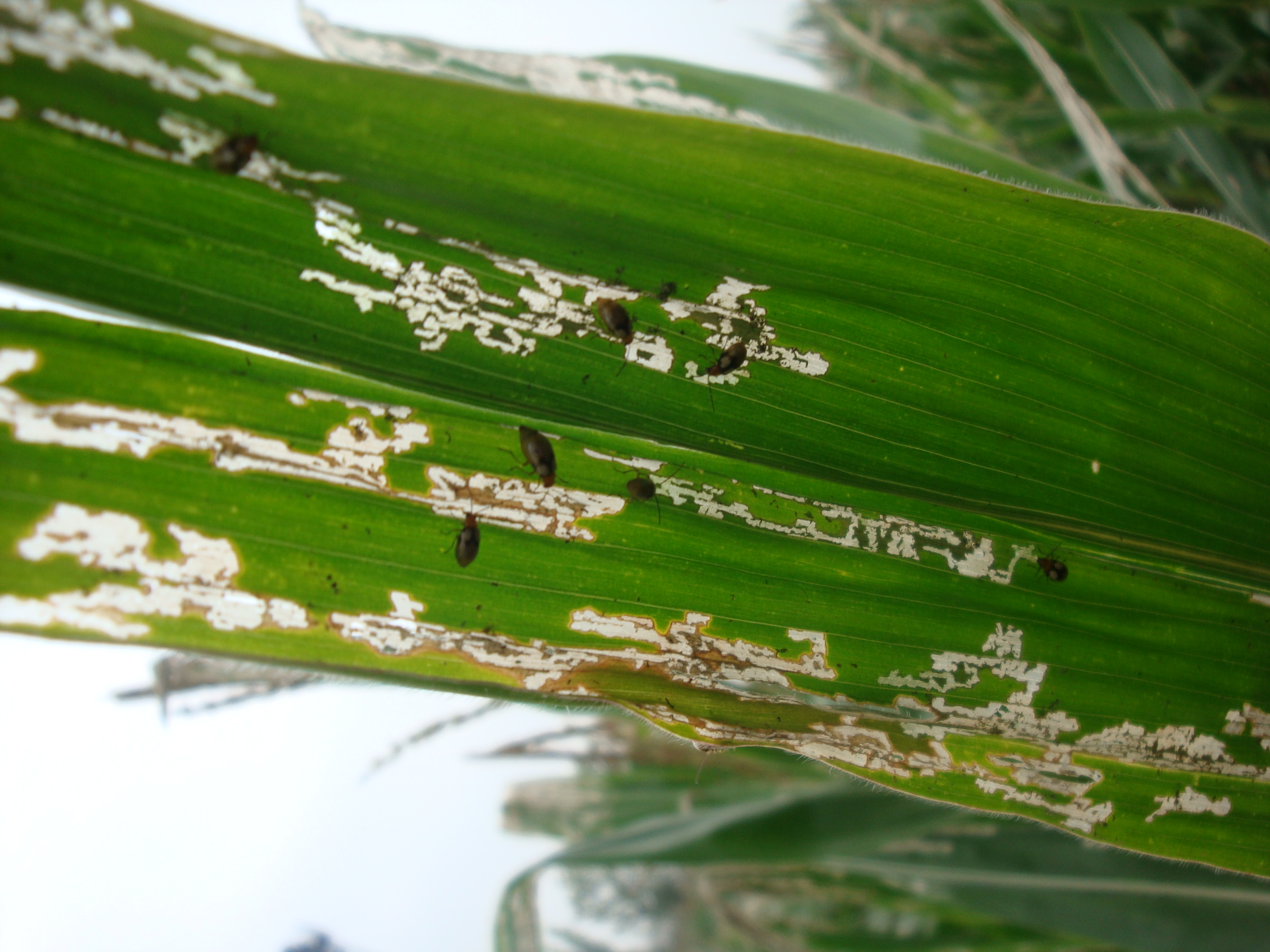 农民朋友们玉米虫害你得提前预防啊当爆发后再防就晚了