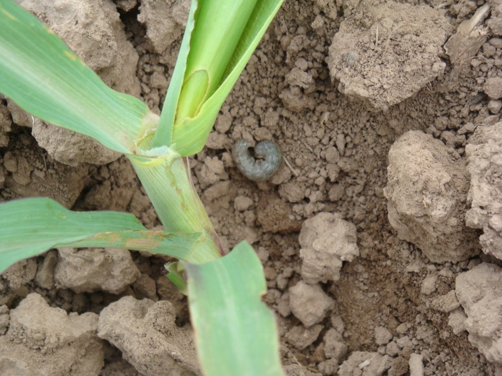 农民朋友们玉米虫害你得提前预防啊当爆发后再防就晚了