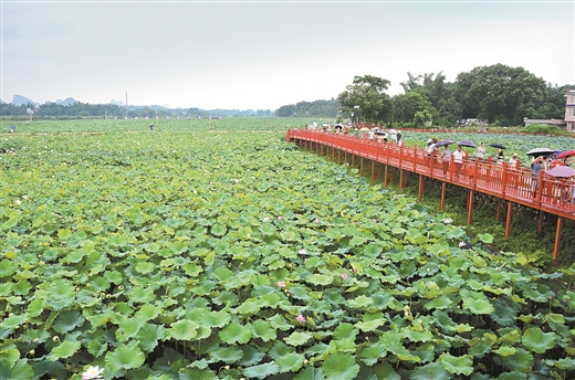 走进贺州市平桂区"藕莲天下"特色水生蔬菜产业示范区,放眼望去,连绵十