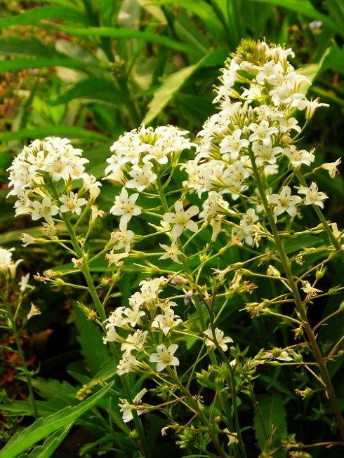 开花一长串花穗柔软美若仙女挖回家浇水就能活名叫星宿菜