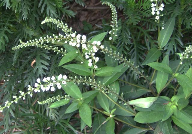 生长出来一根花茎以后,它的花穗就好像狐狸尾巴一般柔软,花茎的下摆开