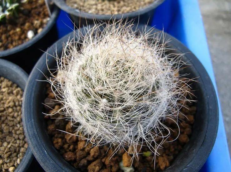 爷爷家的仙人球一养就是10年全身长满白毛自带萌感