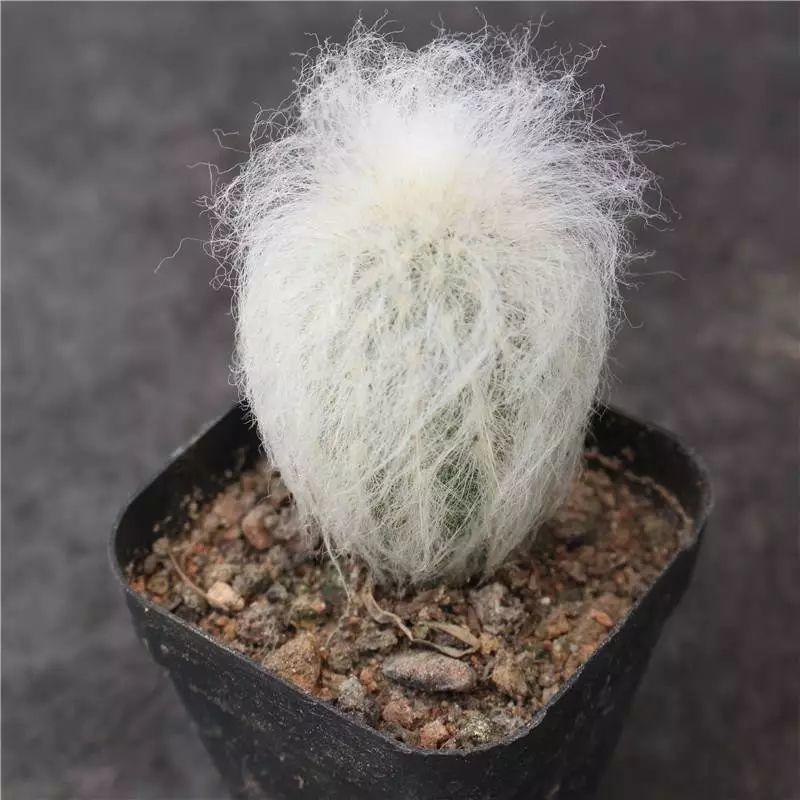 爷爷家的仙人球一养就是10年全身长满白毛自带萌感
