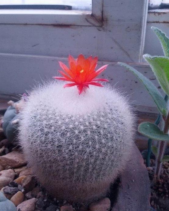 爷爷家的仙人球一养就是10年全身长满白毛自带萌感
