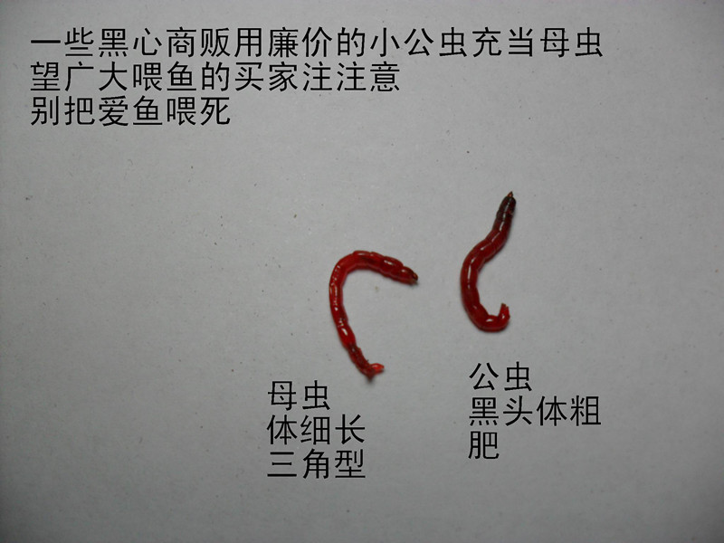 我以前也曾北京十里河买过活的红虫母虫(公虫价格贵头硬不好喂食),买