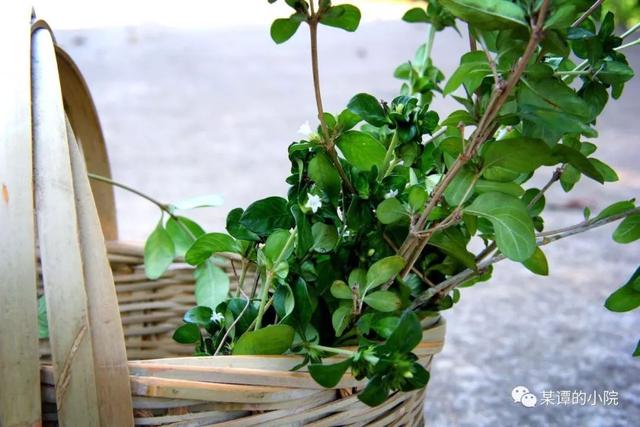 路边荆,学名六月雪.根,茎,叶均可入药.淡,微辛,凉.