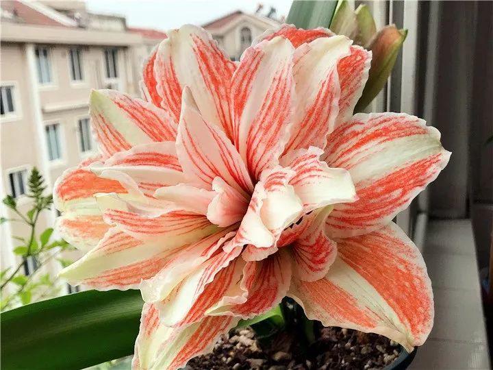 朱顶红26个品种各个花大色艳用点肥料种球越养越胖