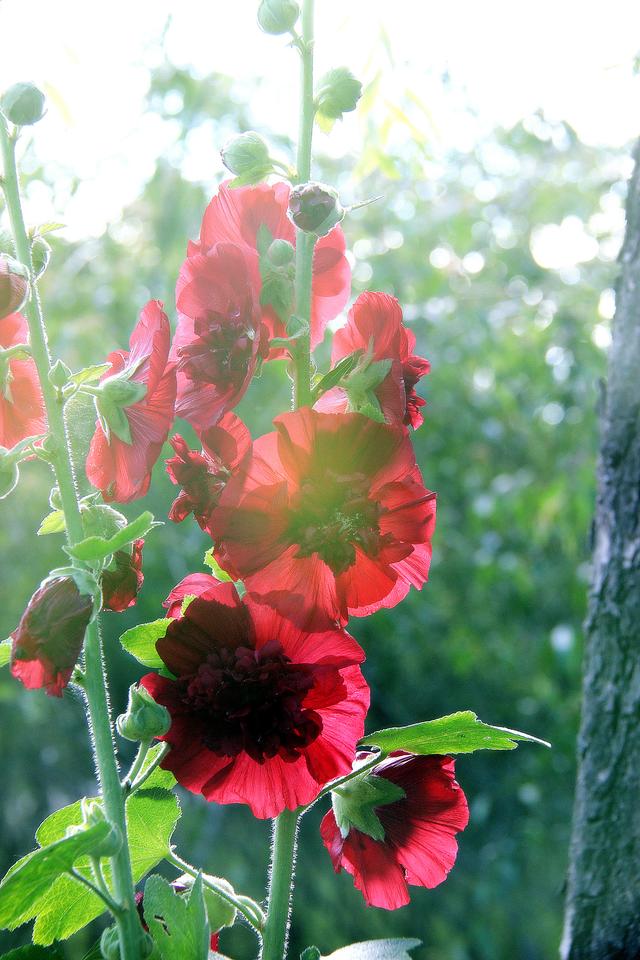 花开时节《一丈红》