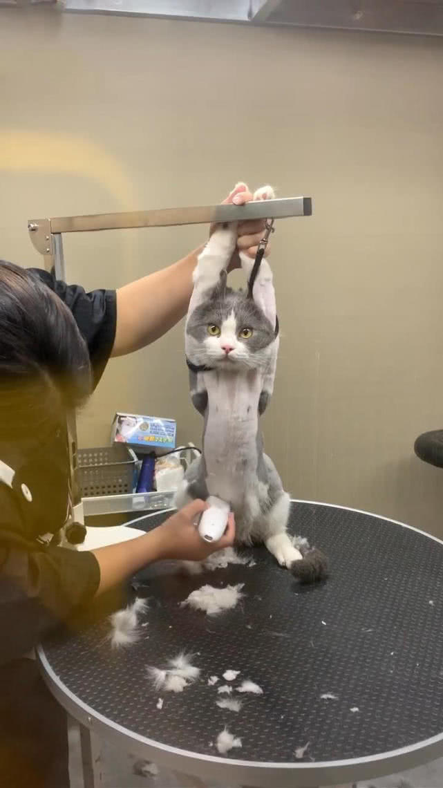 猫剃毛时表情逗笑医护人员满脸生无可恋猫没脸再去见小花