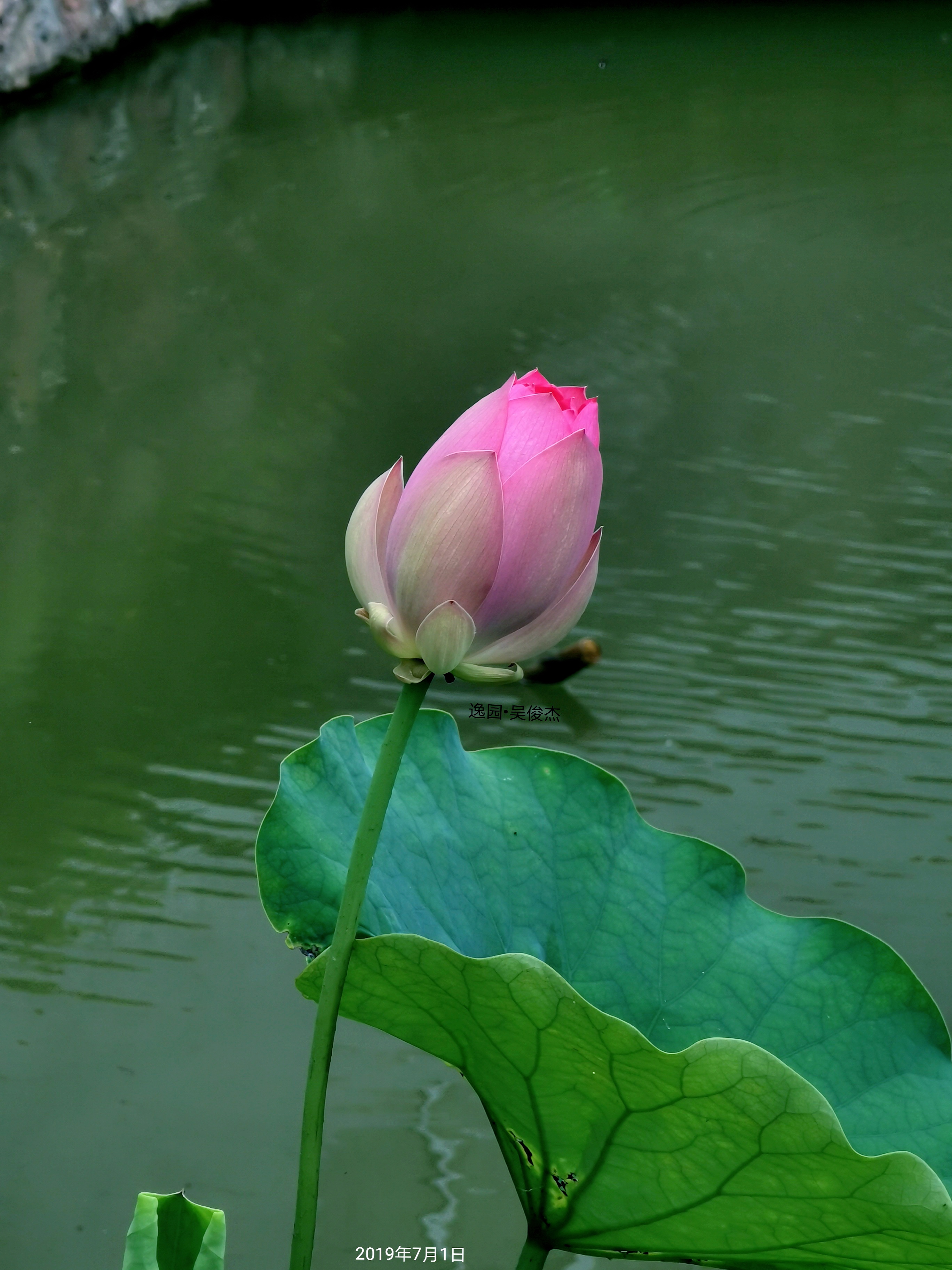 夏日小池中种下的古莲子开出绝美的荷花让人清心寡欲