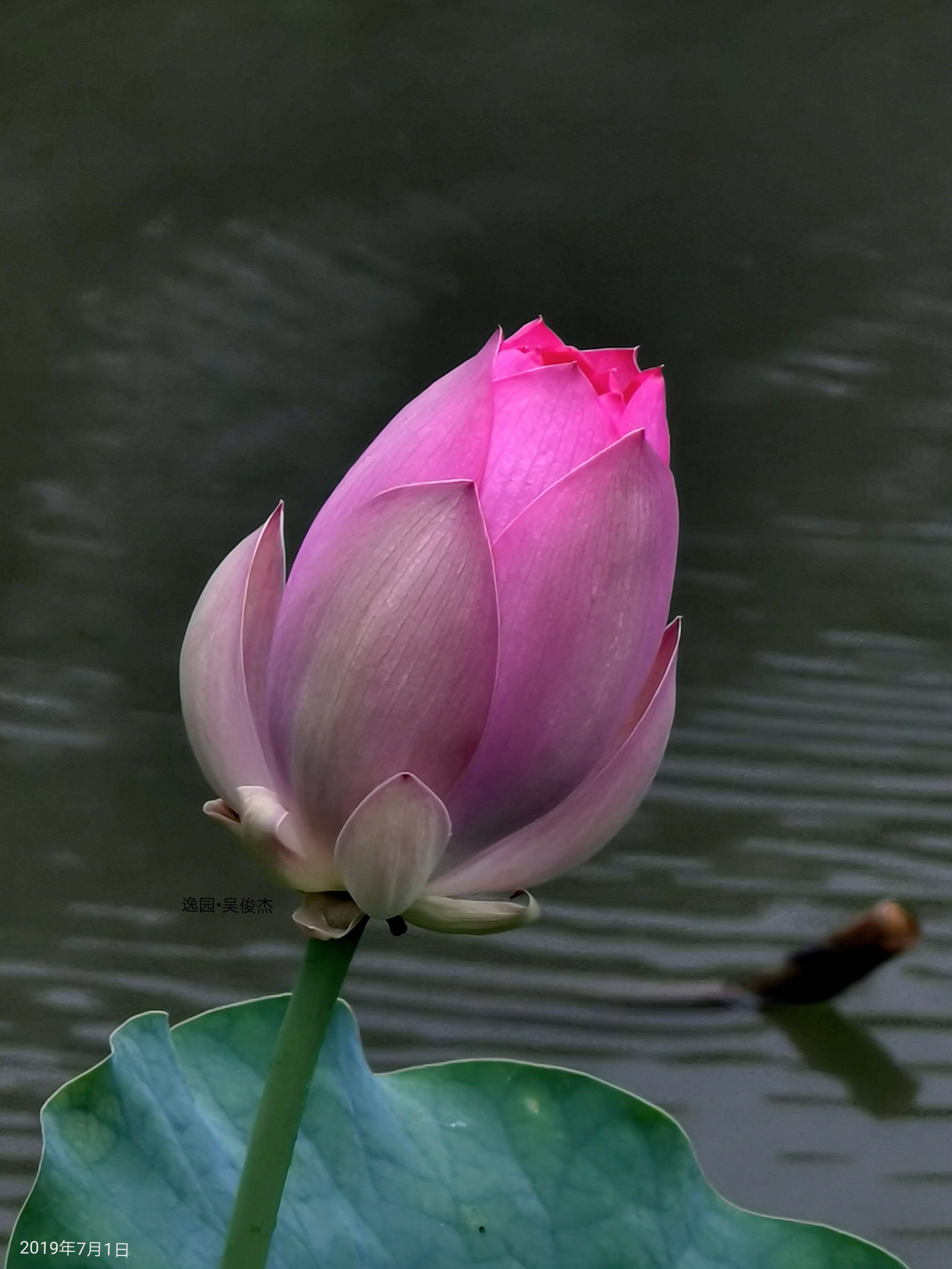 夏日小池中种下的古莲子开出绝美的荷花让人清心寡欲