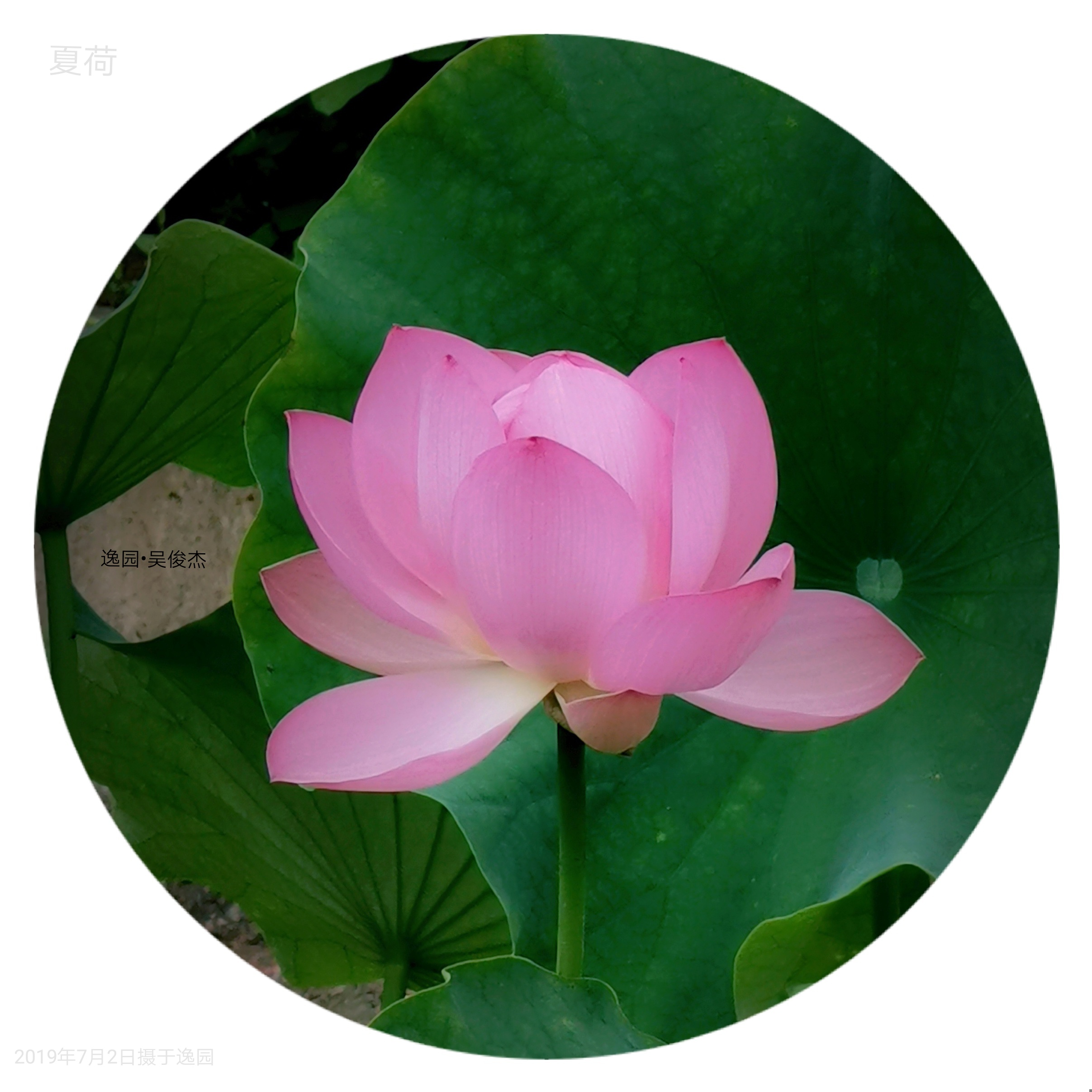 夏日小池中种下的古莲子开出绝美的荷花让人清心寡欲