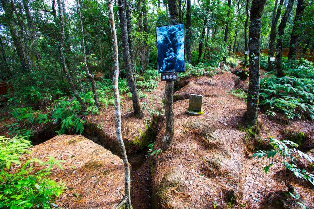 喜迎建国70周年(散文)龙陵松山:一棵承载着历史和记忆的高山榕