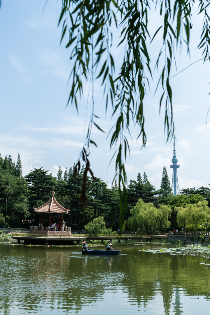 青岛"小西湖"里捞水草,捞上一只大龟来
