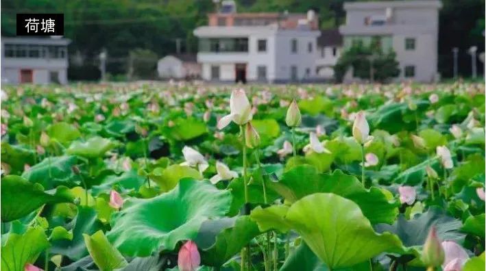 贛州興國傑村鄉含田村04撫州資溪烏石鎮新月村03撫州黎川華山鎮洲湖村