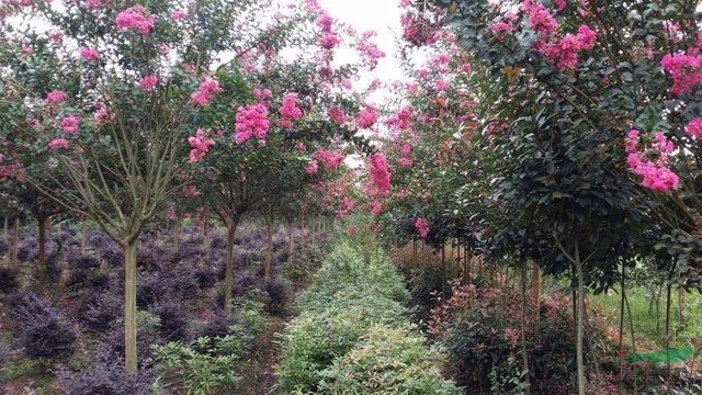 花無百日紅紫薇花來打臉教你幾招養護技巧花期長百日有餘