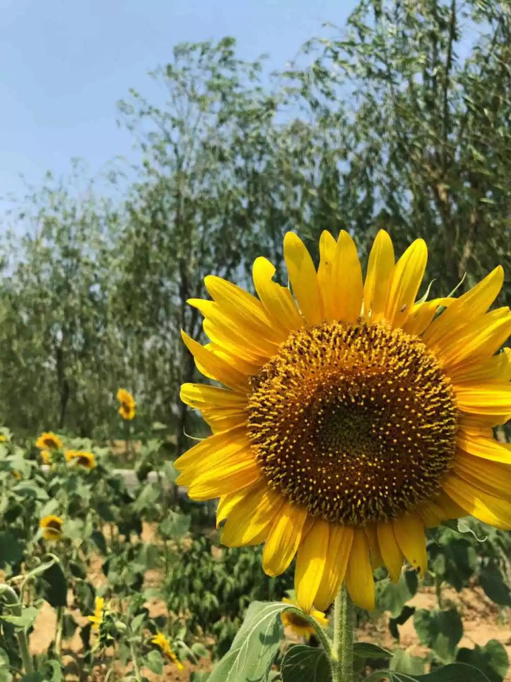 向日葵花怎么发朋友圈(朋友圈晒向日葵花说说幽默)