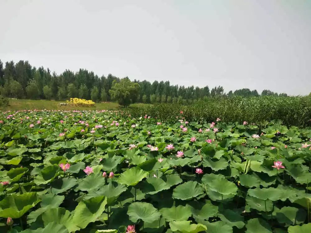 鄒城:在大束鎮來一場向日葵與荷花的美麗邂逅