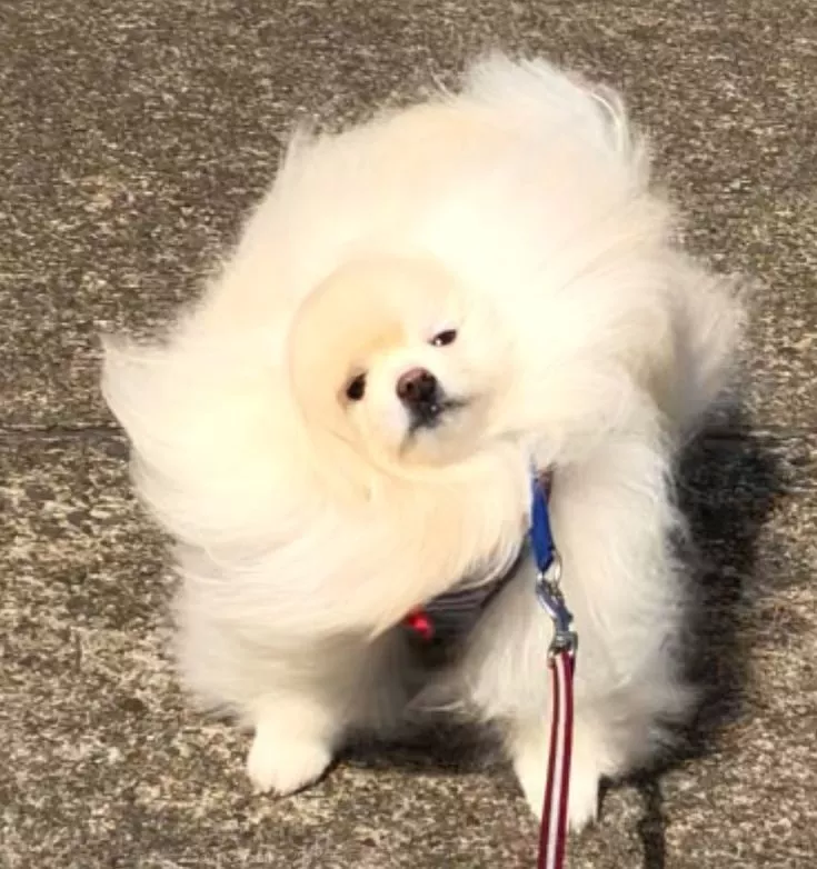 狗子出门散步发型被吹成海狗铲屎官笑疯