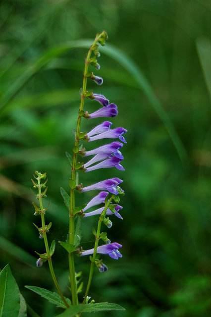 这野草价值高人称半枝莲野地看到挖回家养护简单开花美
