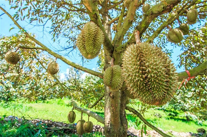 这几种奇葩生长的水果知道榴莲为啥不砸人吗