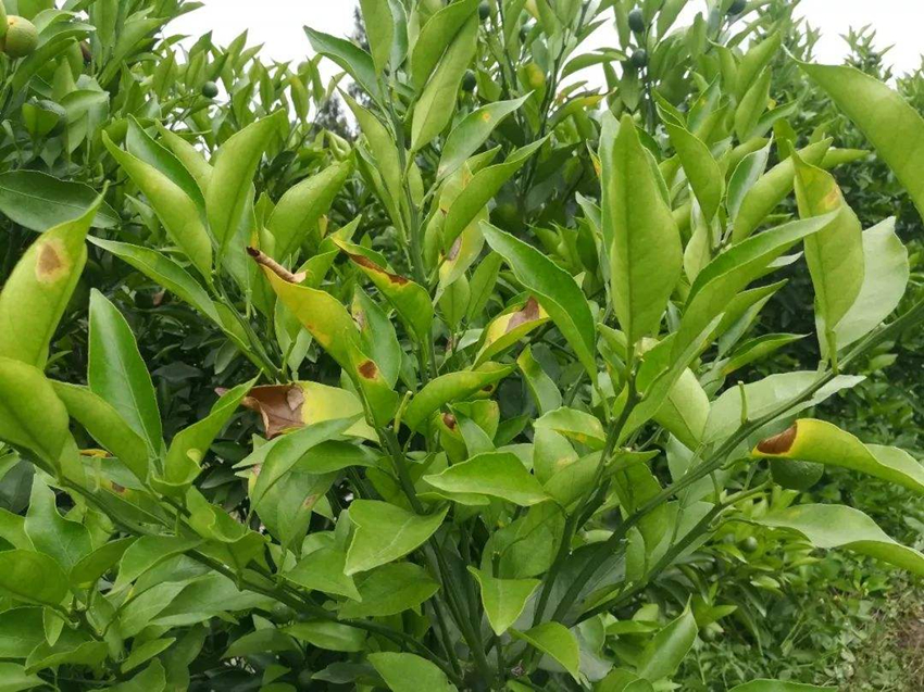 一,危害的分析:柑橘全爪螨的危害就是通过害虫的发育过程需要破坏植株