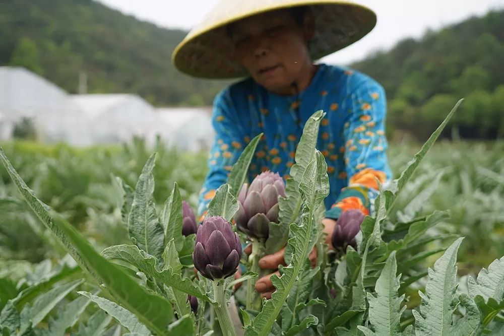 除了云南,只有这里种植成功了!
