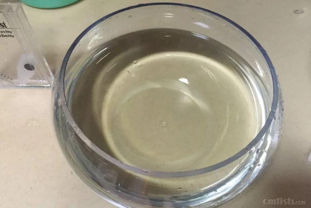 给花喝口白糖水,扦插3天就生根,叶子绿得像打蜡!