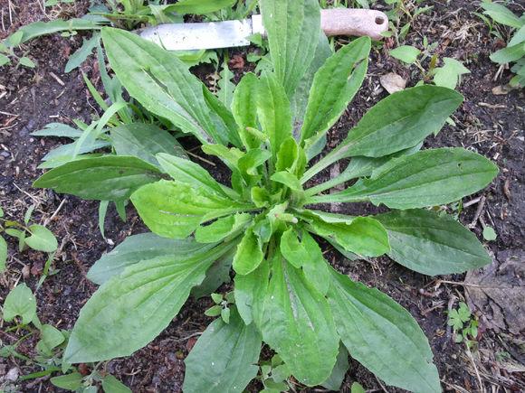 乡情散文车轱辘菜