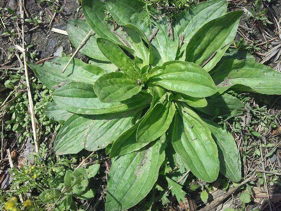 乡情散文车轱辘菜