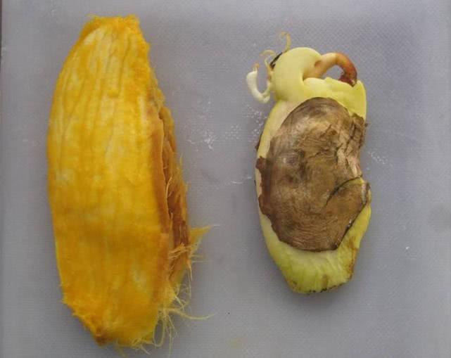 芒果的种子是什么样子图片