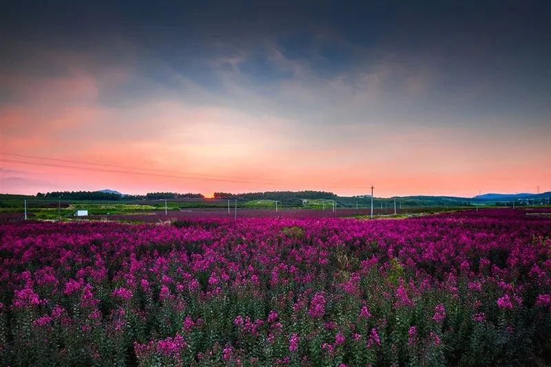 溧阳七彩曹山百亩紫薇花海上帝视角来了
