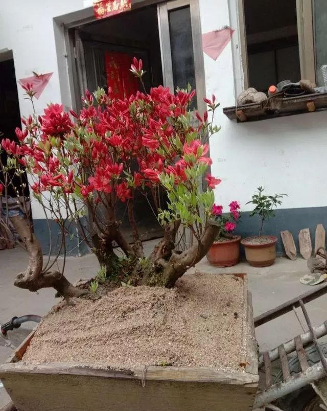 这样种植映山红下山桩很难安全地度过夏天