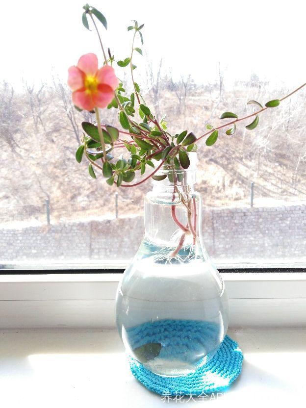 5种花水培太好活剪根枝条插水里最快第二天就生根