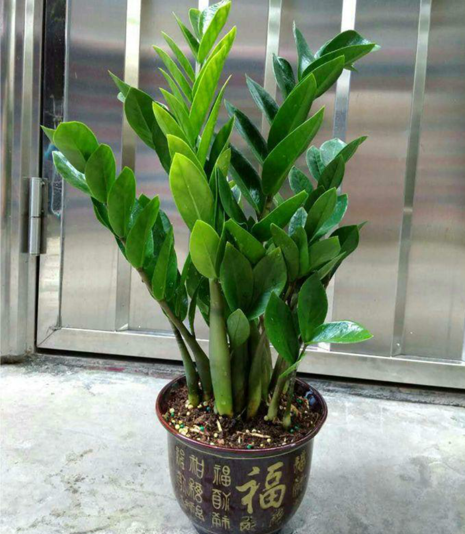 夏季养金钱树浇水懒一点薄肥少一点长势旺新芽多