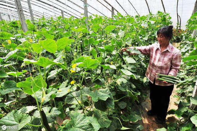 生产上要采取平衡施肥,在基肥中每亩普施过磷酸钙50千克或50千克磷酸