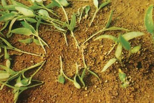 番茄苗期猝倒病主要发生在幼苗还未出土前或是刚长出2-3片叶子的小苗