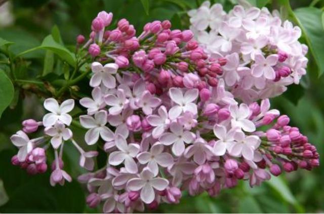 这5种香香花可不能随便家养花香有毒身体顶不住