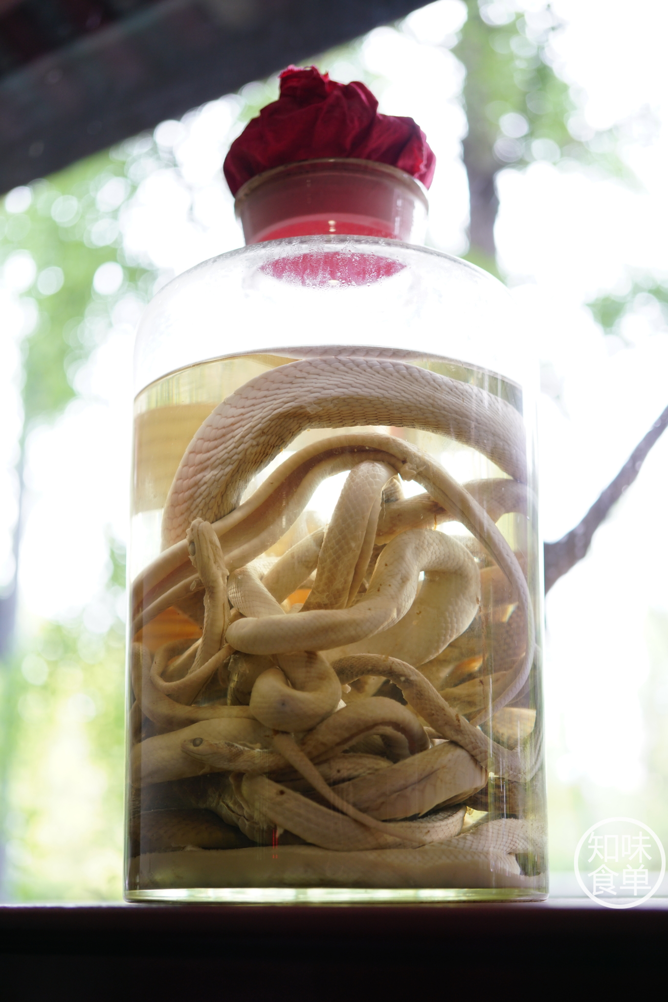 泡酒,大罐之中交缠居之,身体早已化为略微米黄的一片纯色,霸气的眼镜